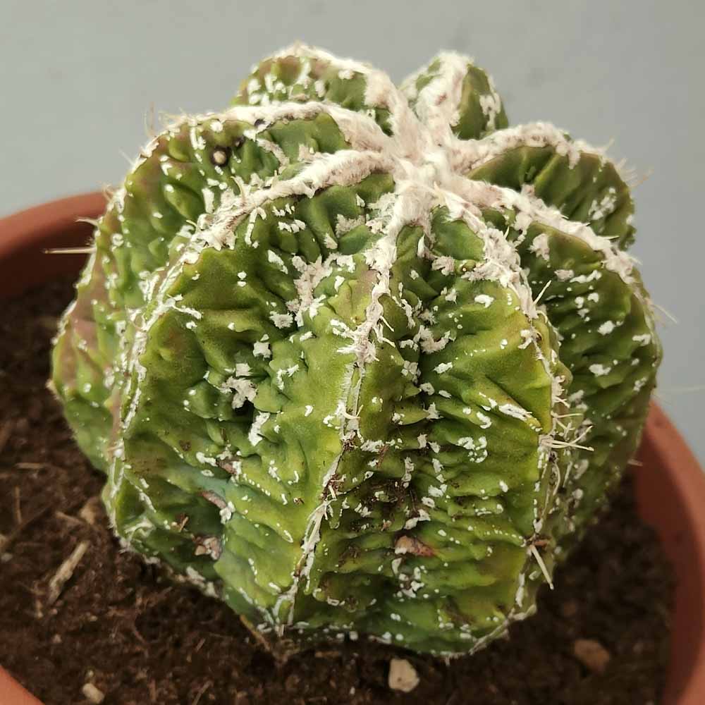 Astrophytum myriostigma x Hanabi FireWork