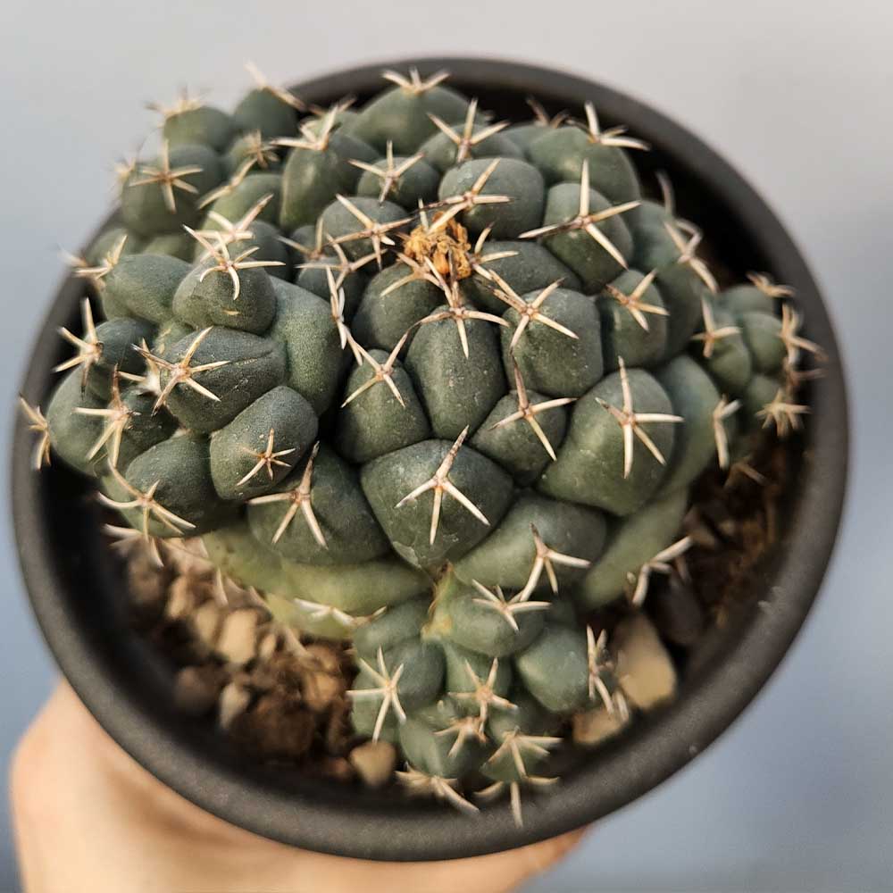 Coryphantha elephantidens mostruoso cactus