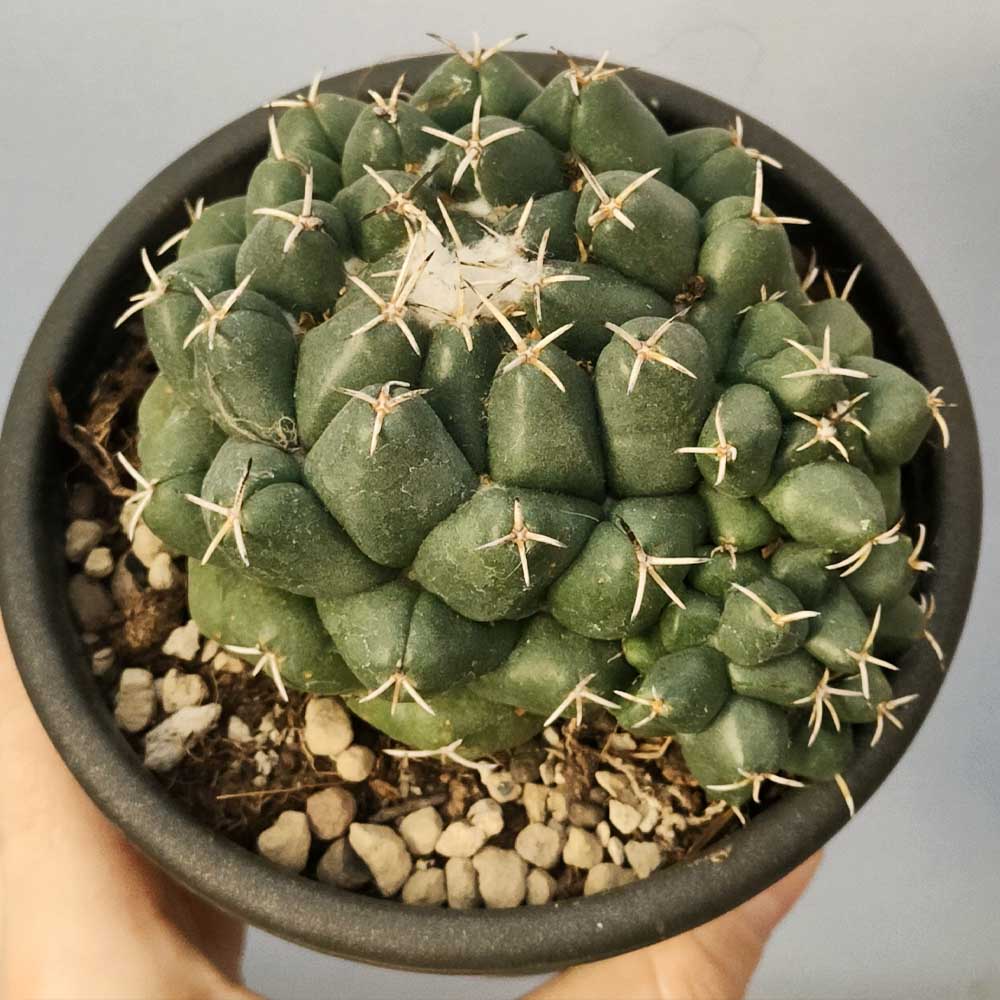 Coryphantha elephantidens mostruoso pianta