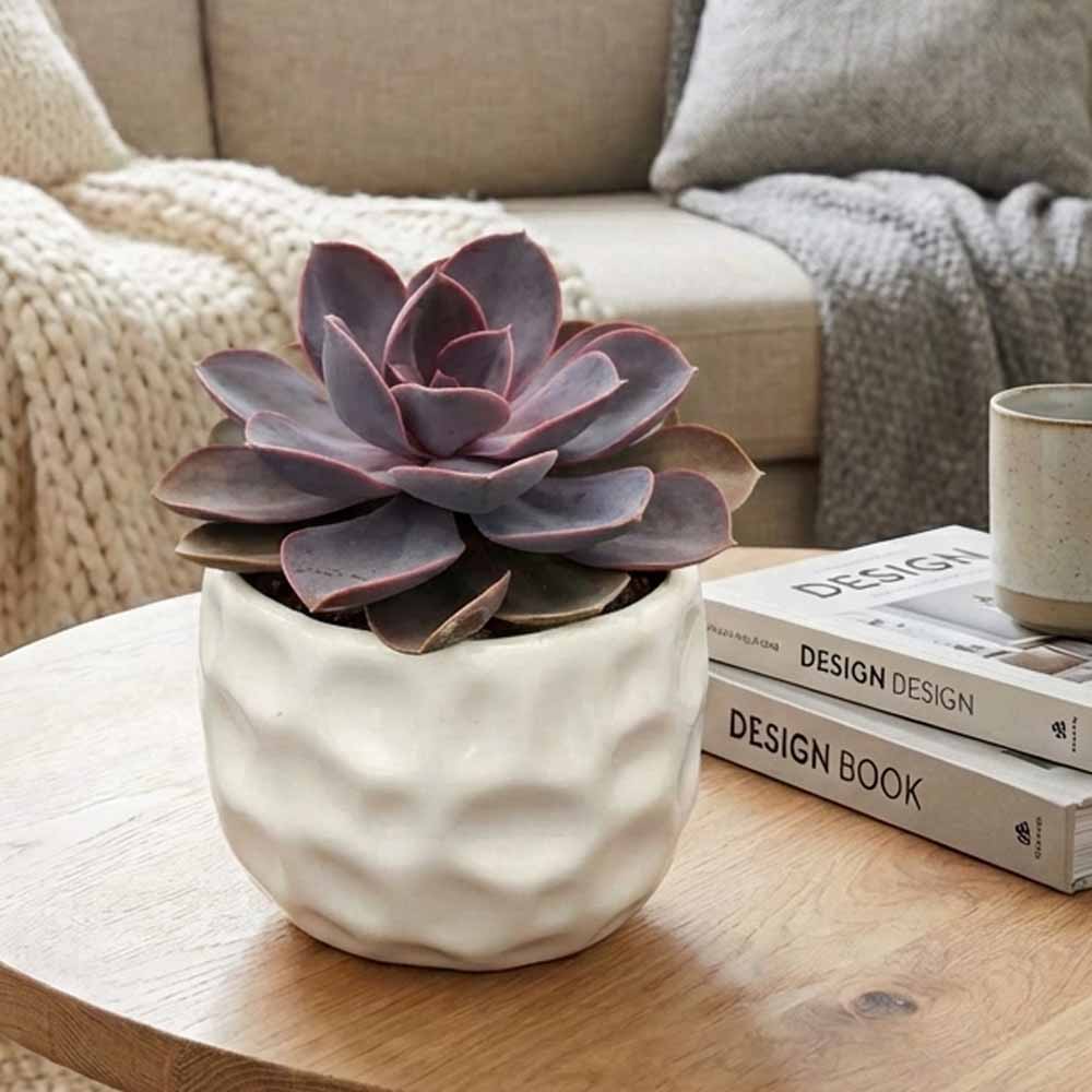 Echeveria perla norimberga design