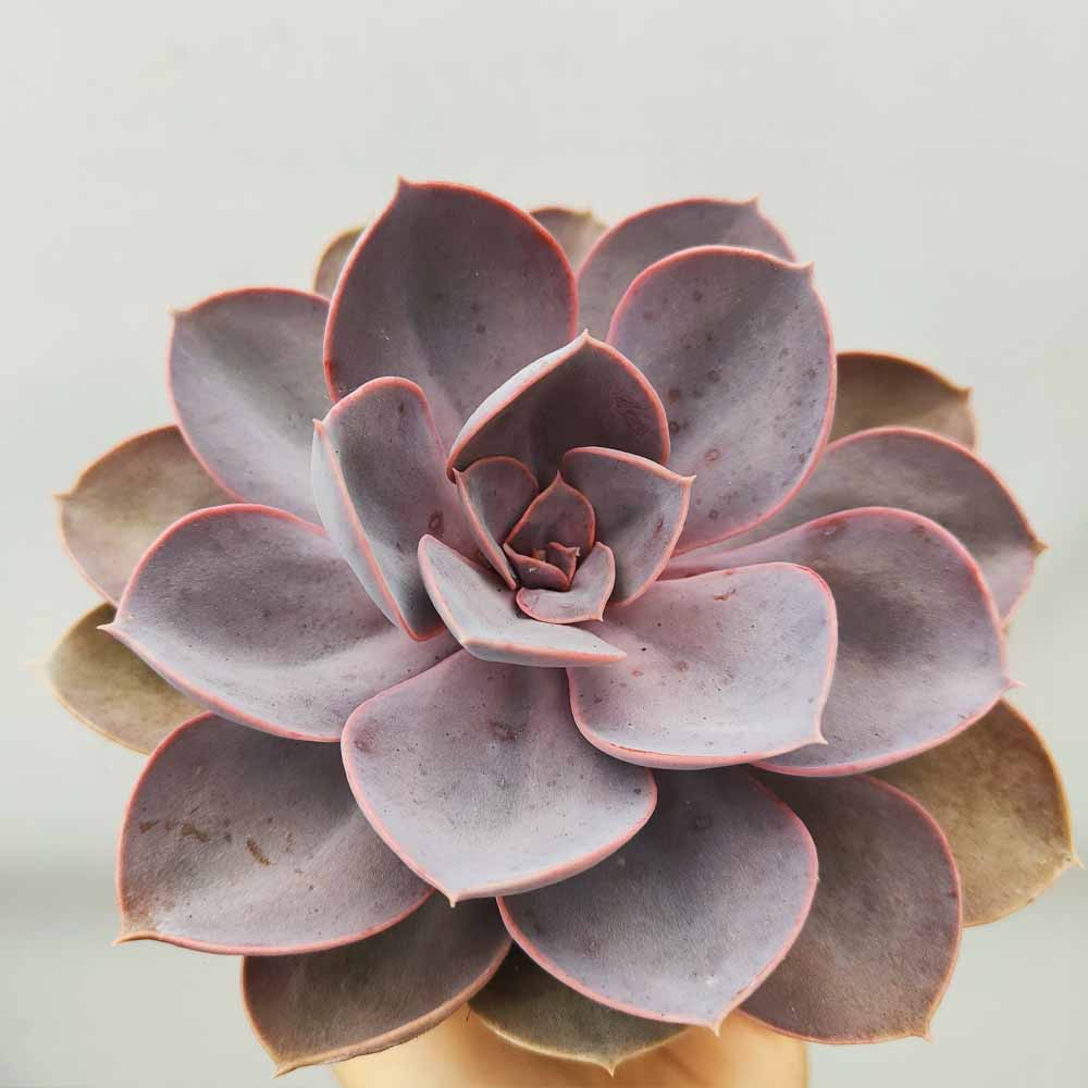 Echeveria perla norimberga pianta