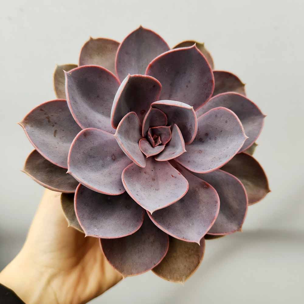 Echeveria perla norimberga