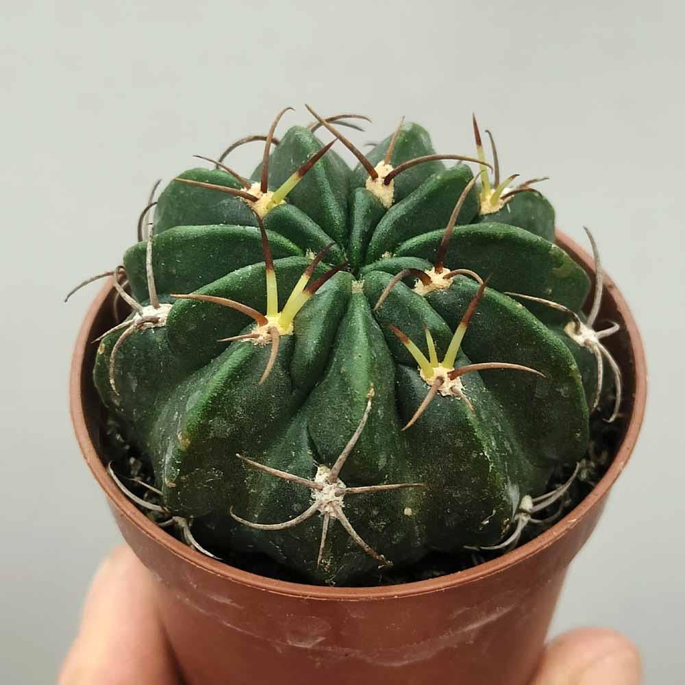 LOBIVIA pugionacantha