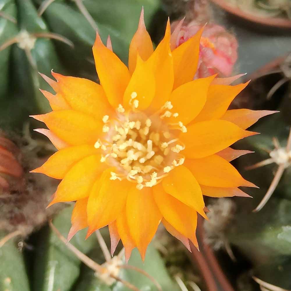 LOBIVIA pugionacantha fiore