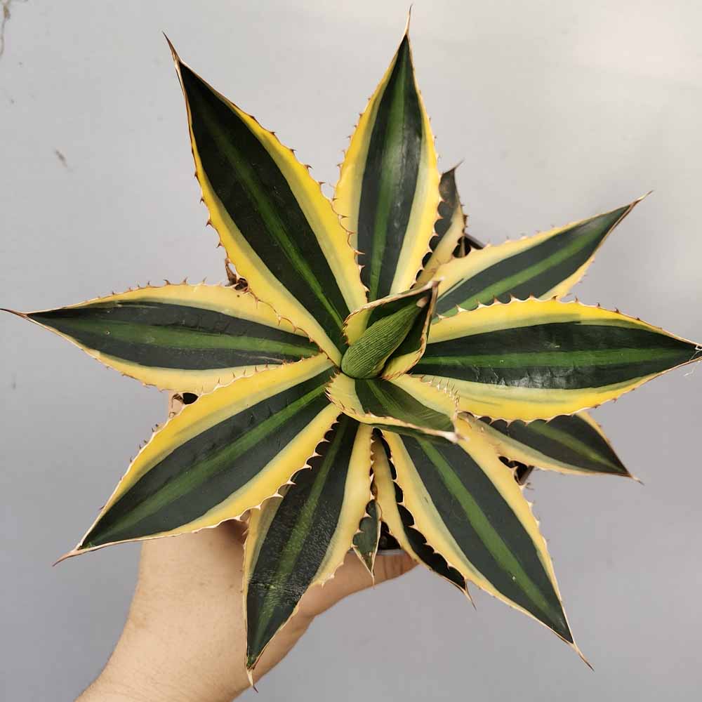 agave lophantha quadricolor variegata