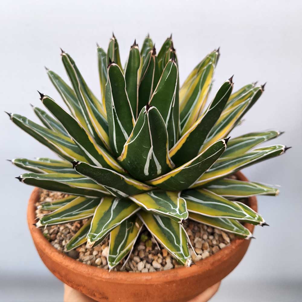 agave regina variegata