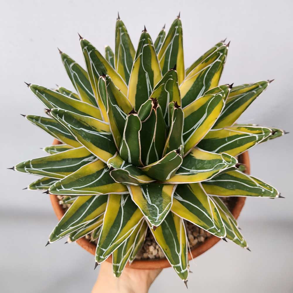 agave victoria regina variegata