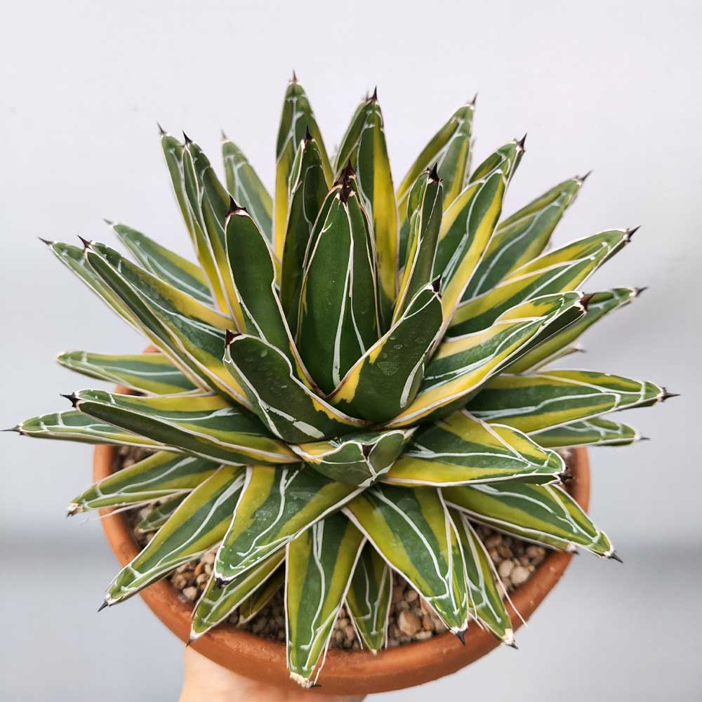 agave vittoria regina variegata