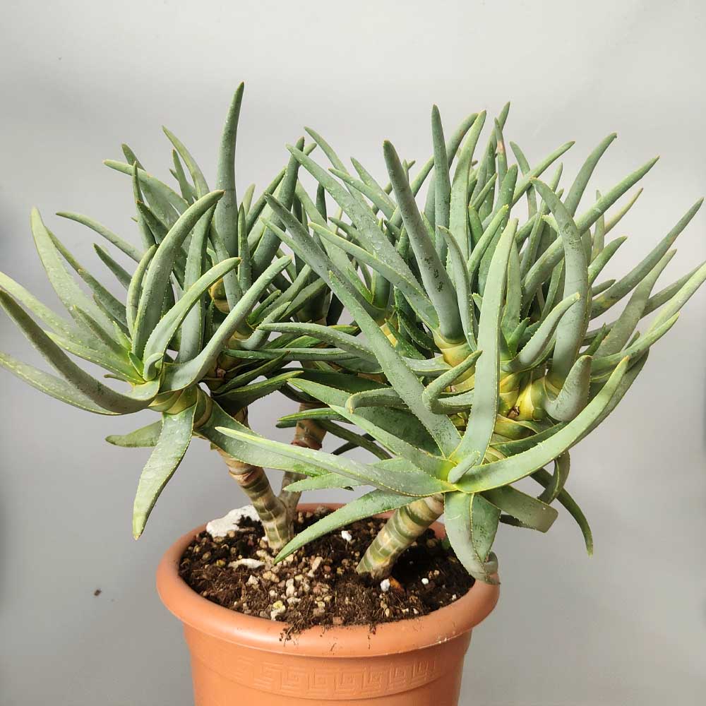 aloe ramosissima