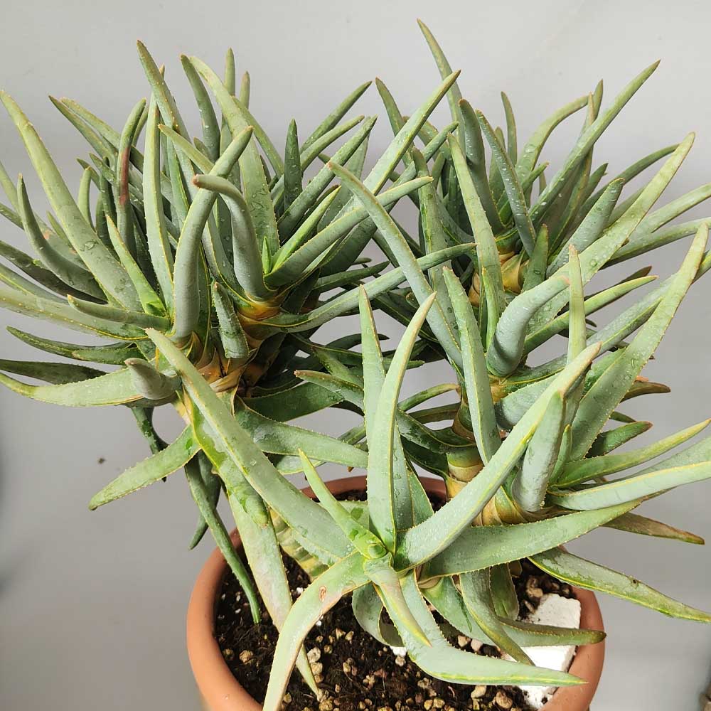aloe ramosissima cactus