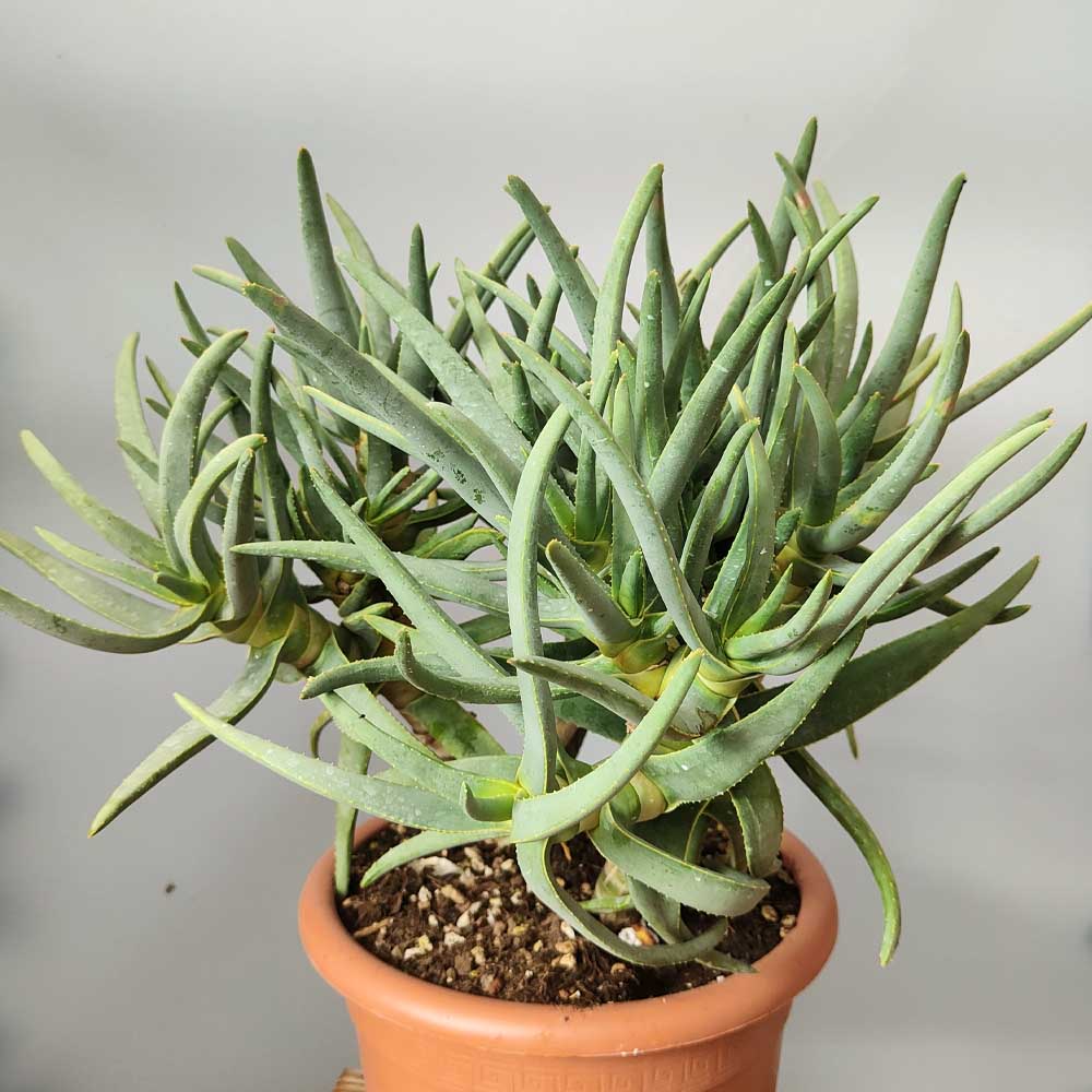 aloe ramosissima pianta