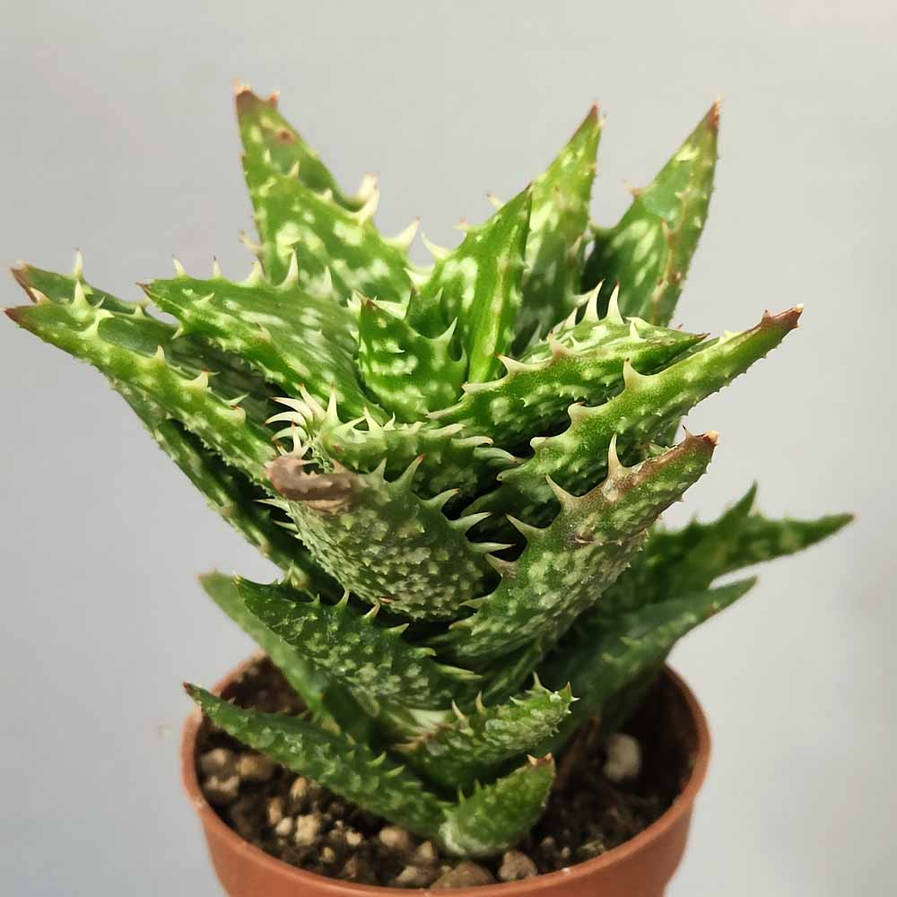 aloe squarrosa cactus