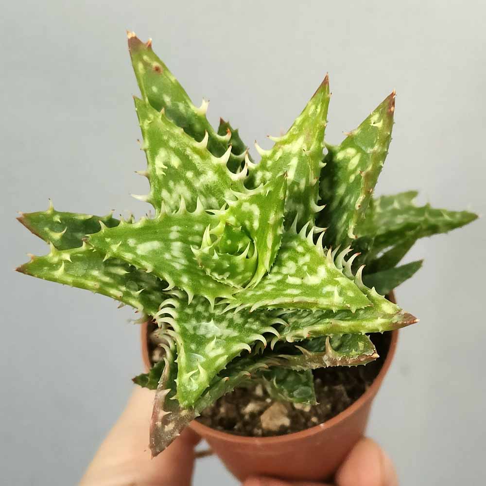 aloe squarrosa pianta