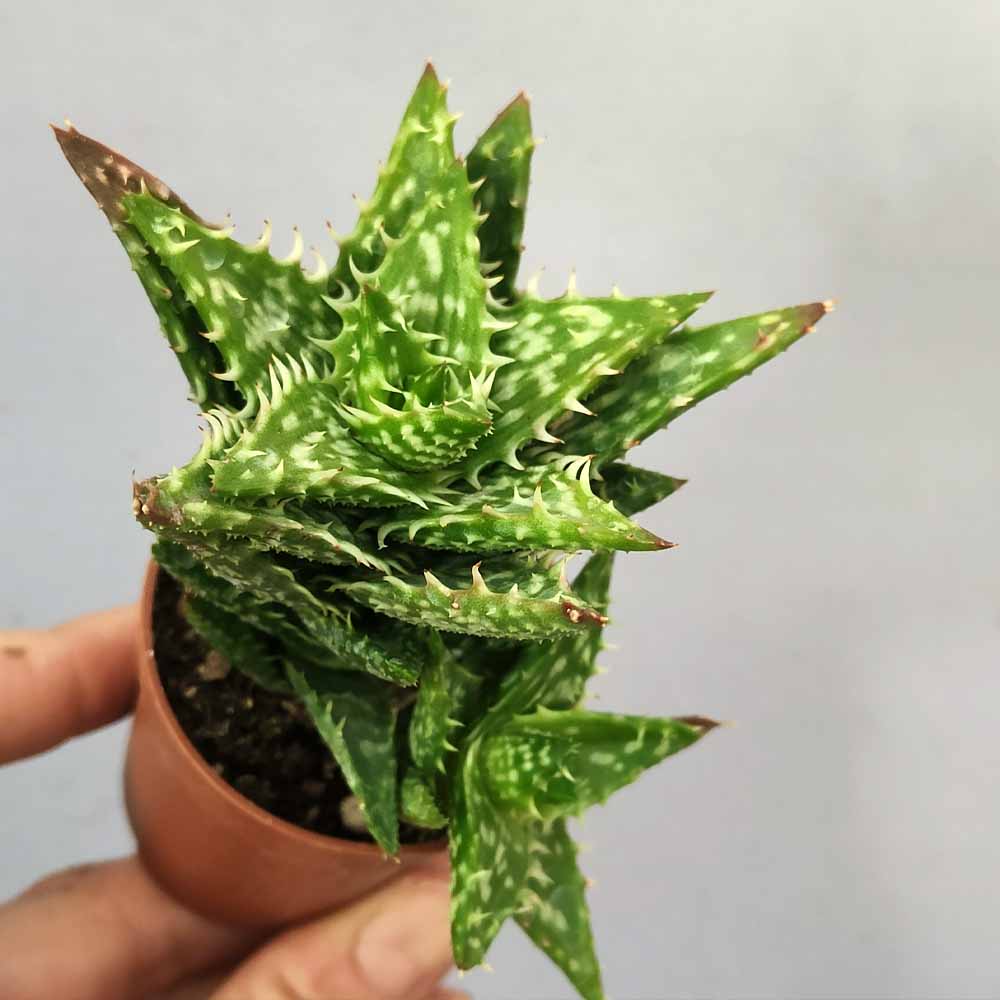 aloe squarrosa