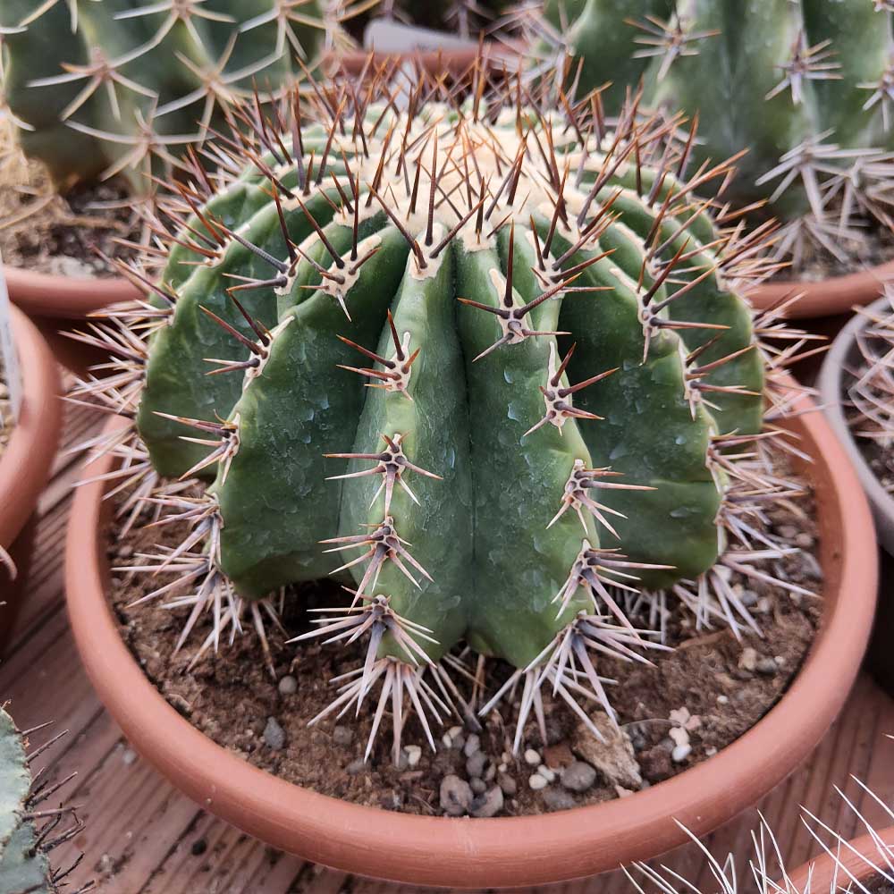 echinocactus ingens