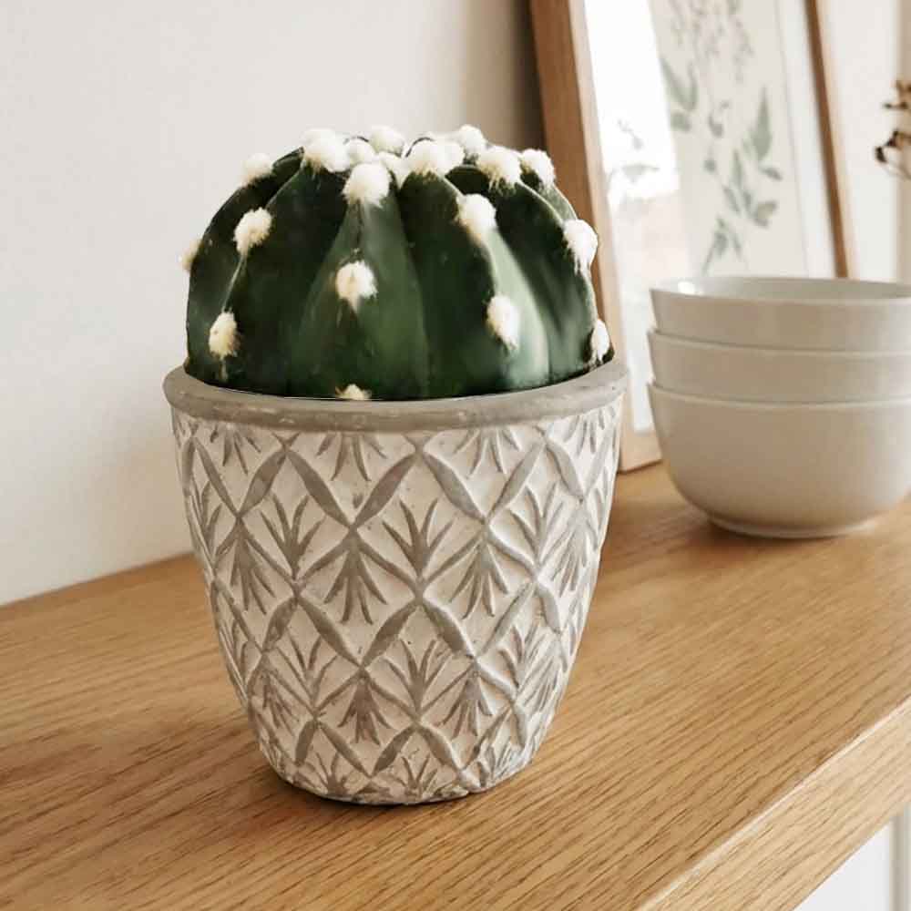 echinopsis subdenudata vaso decor