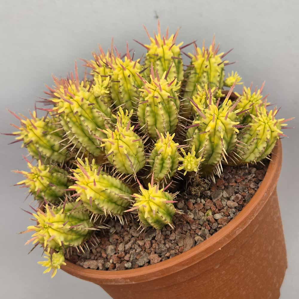 euphorbia aggregata variegata