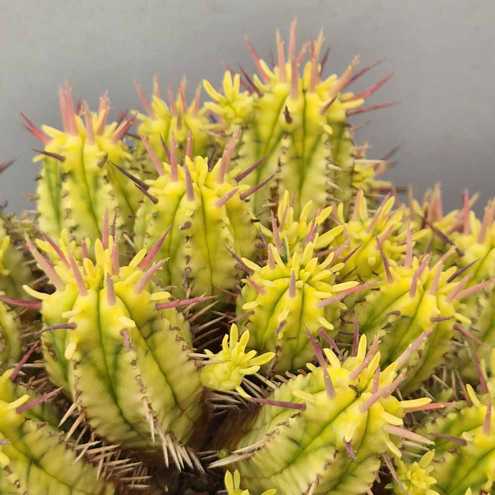 euphorbia aggregata variegata PIANTA