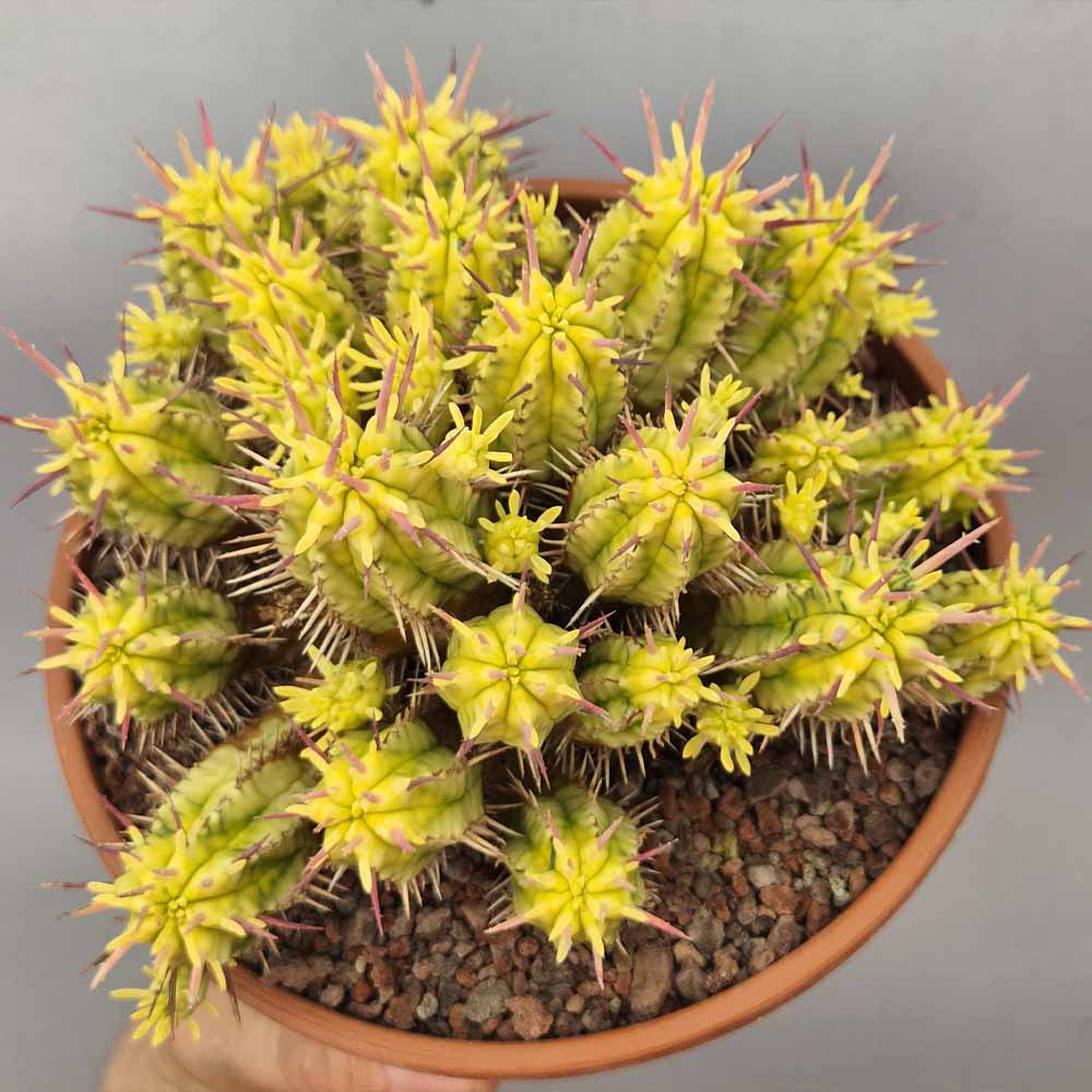 euphorbia aggregata variegata cactus
