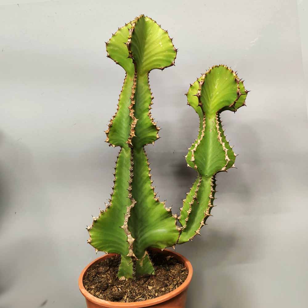 euphorbia cooperi