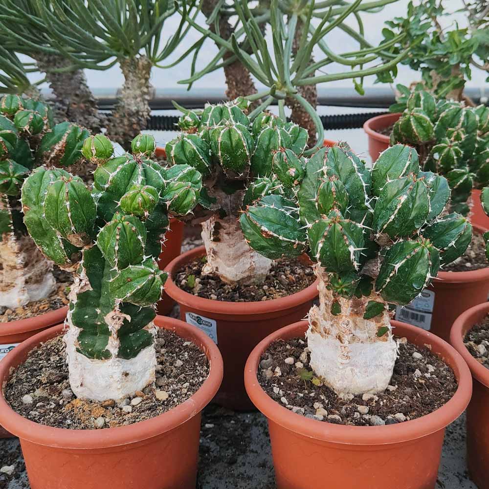 euphorbia handiensis pianta