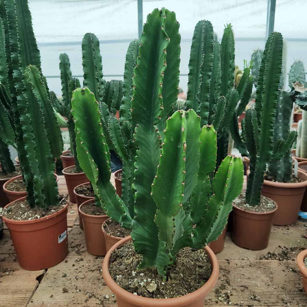 euphorbia ingens
