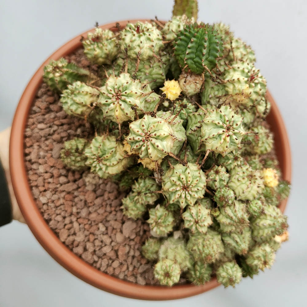 euphorbia submammillaris variegata