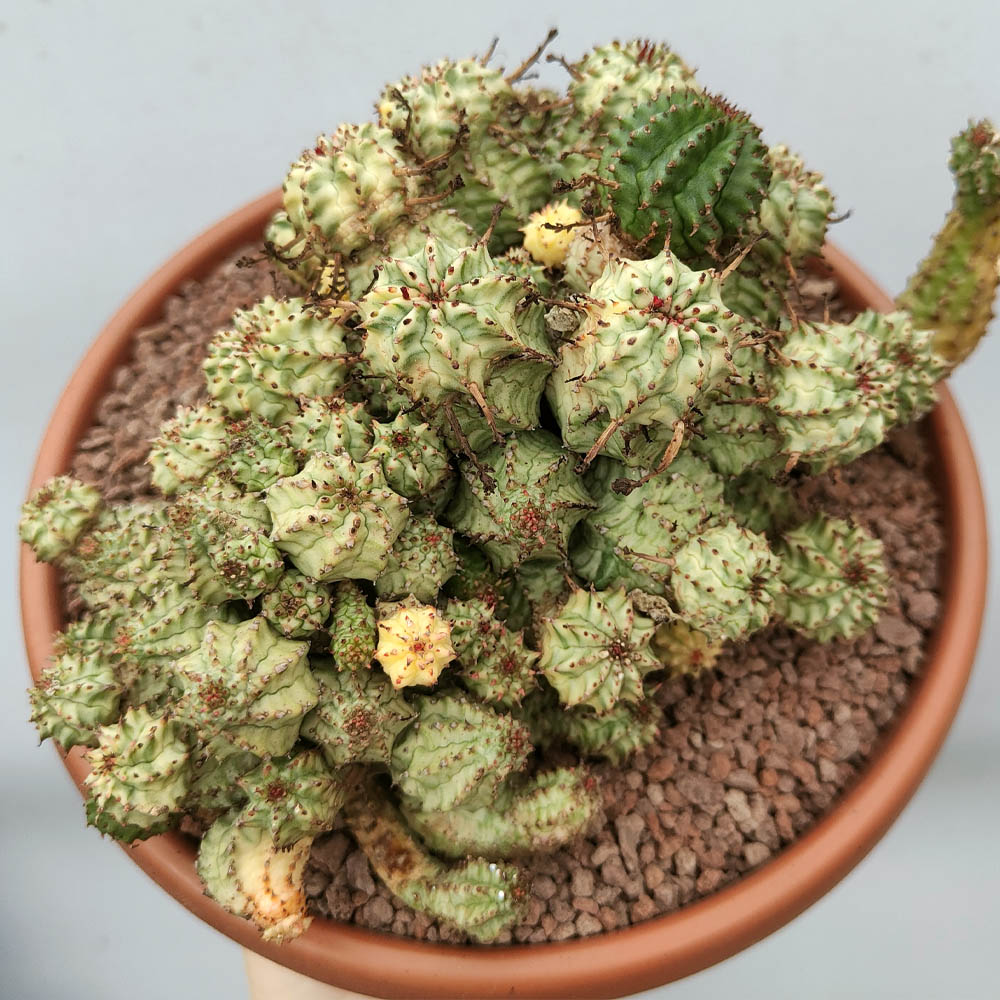 euphorbia submammillaris variegata cactus