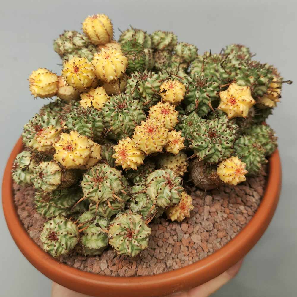 euphorbia submammillaris variegated