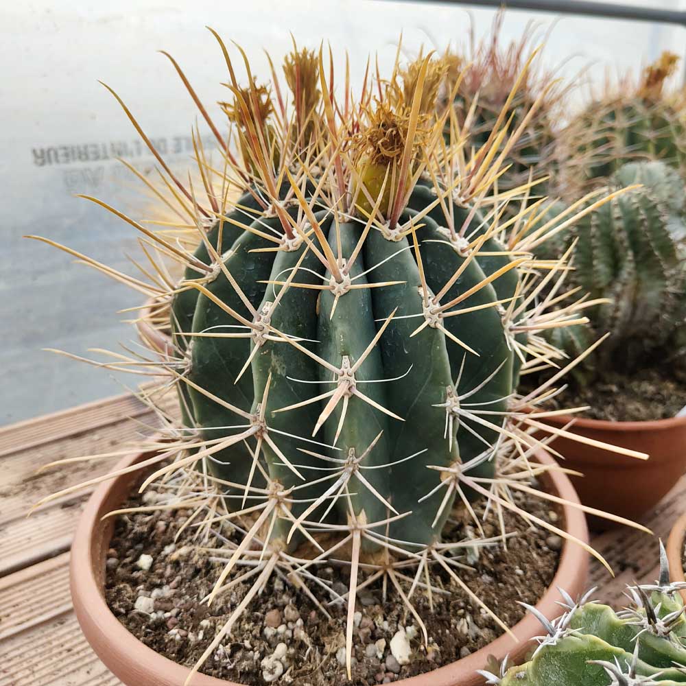 ferocactus rectispinus cactus