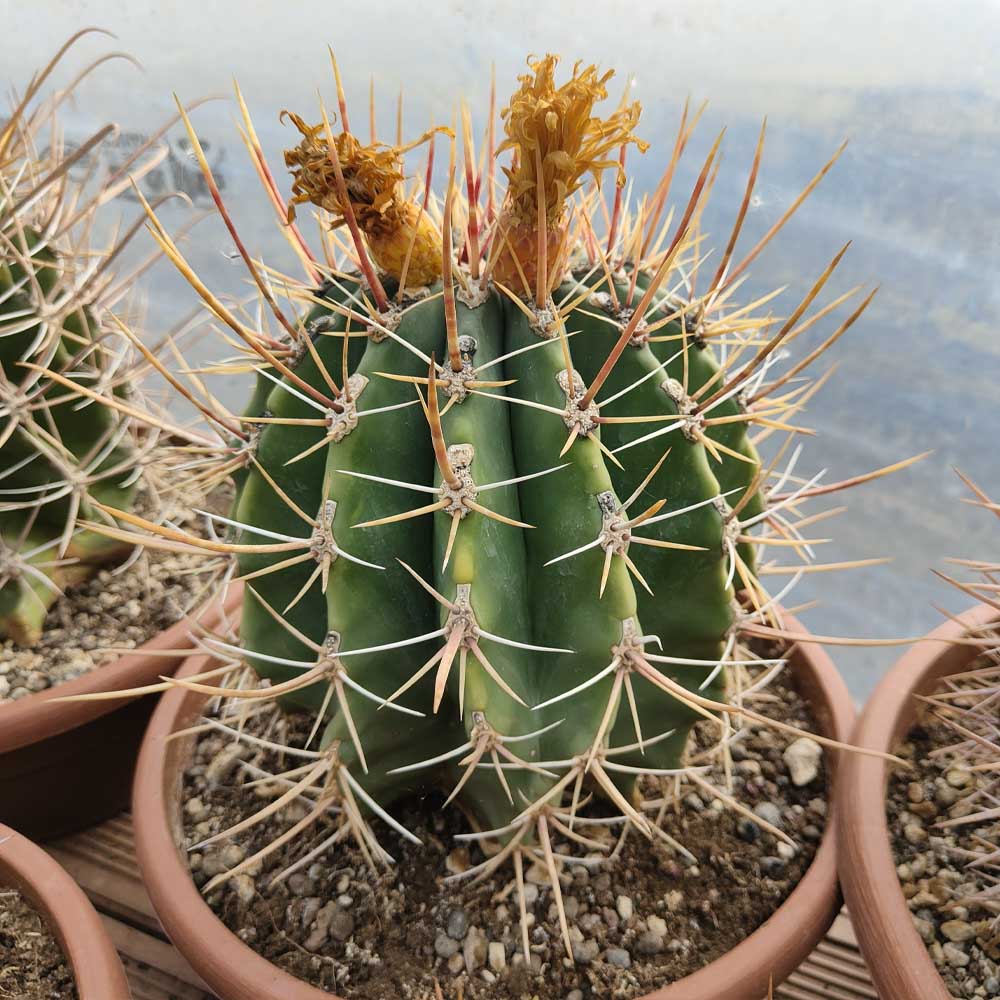 ferocactus rectispinus cactus