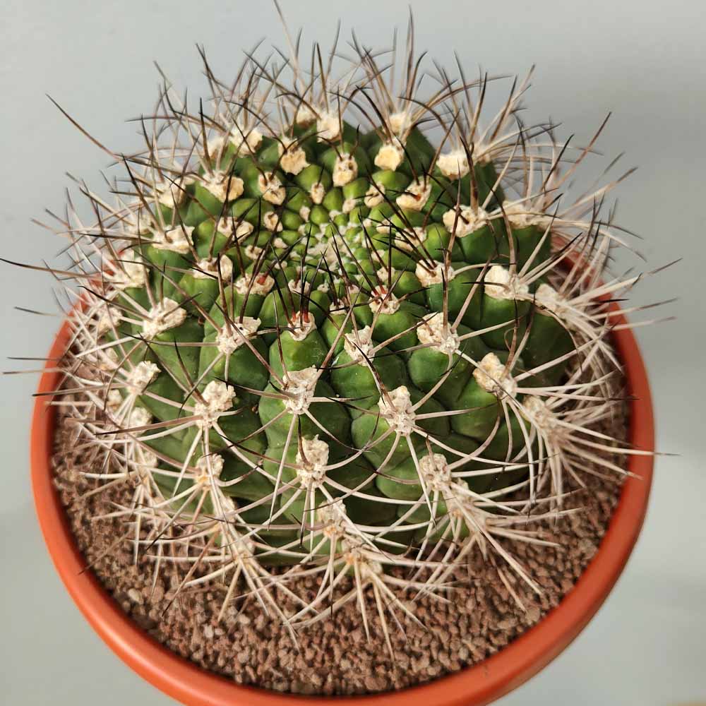 gymnocalycium saglionis