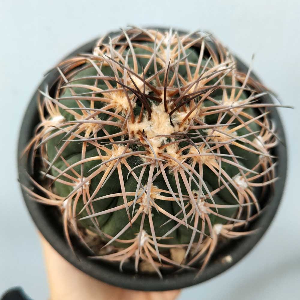 gymnocalycium spegazzini