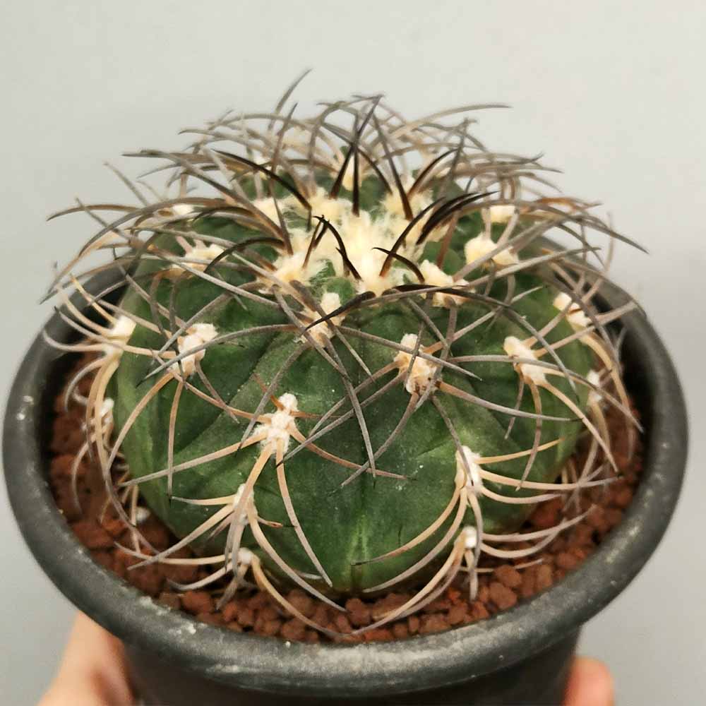 gymnocalycium spegazzini XL