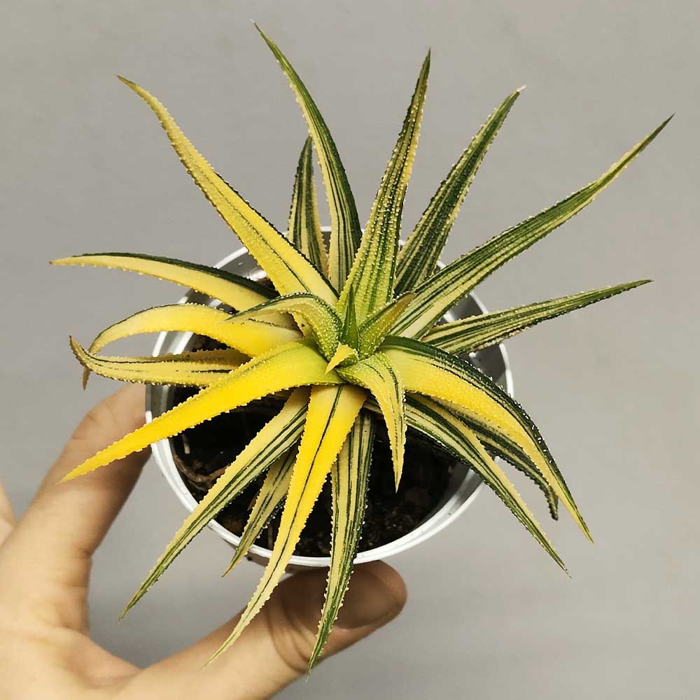 haworthia attenuata variegata cactus