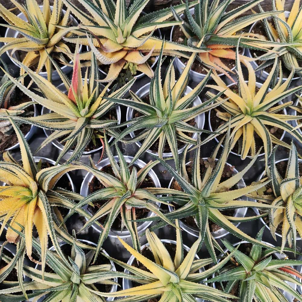 haworthia attenuata variegata pianta