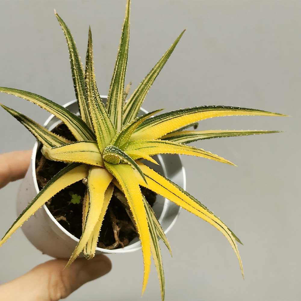 haworthia attenuata variegata