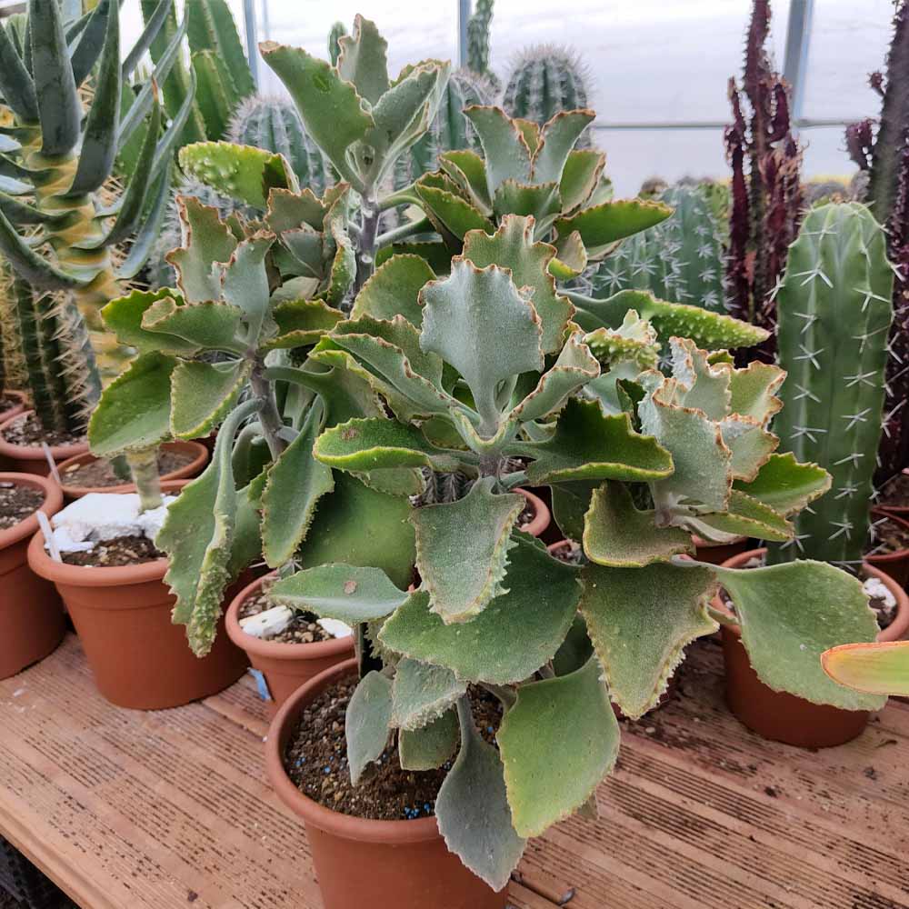 kalanchoe beharensis fang cactus