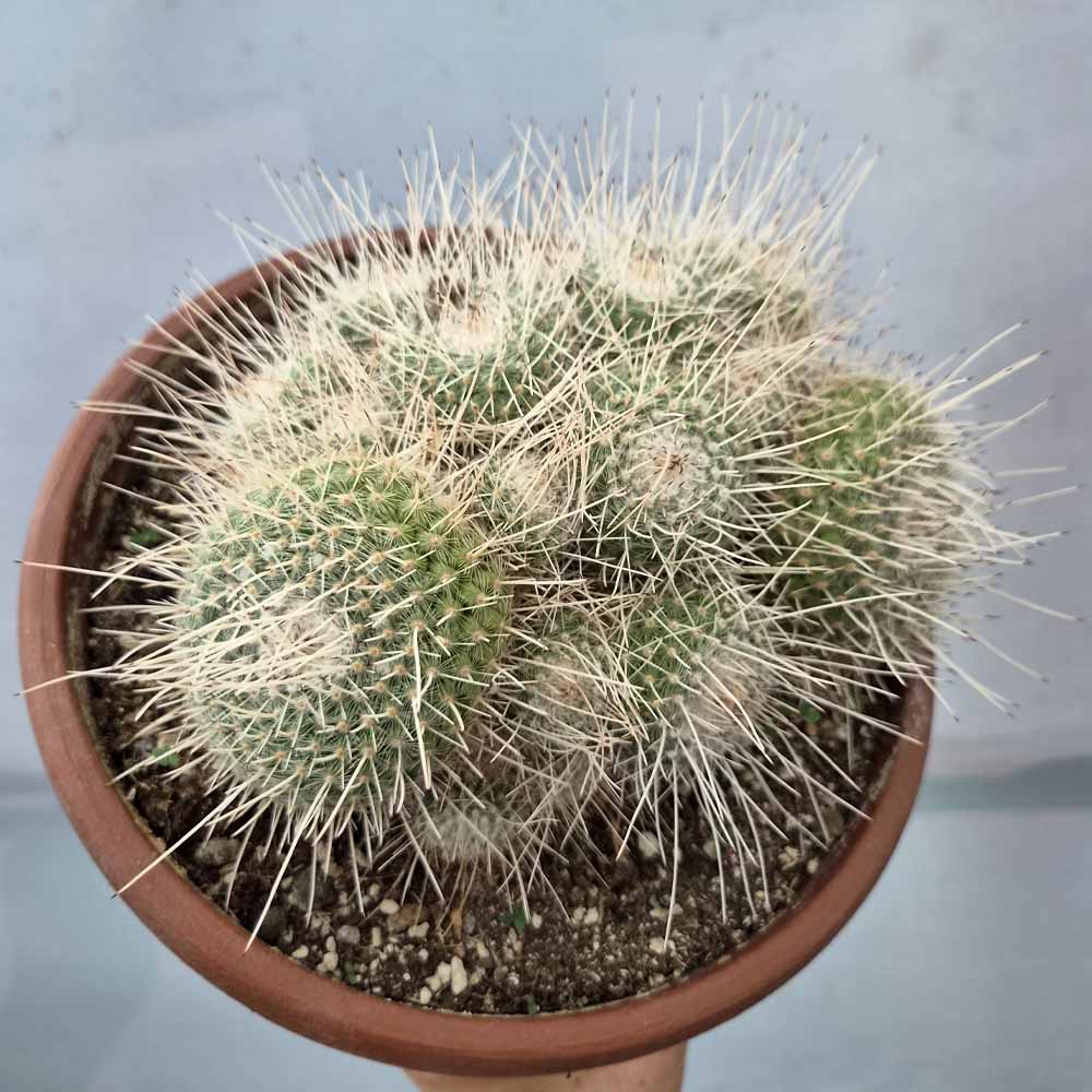 mammillaria geminispina