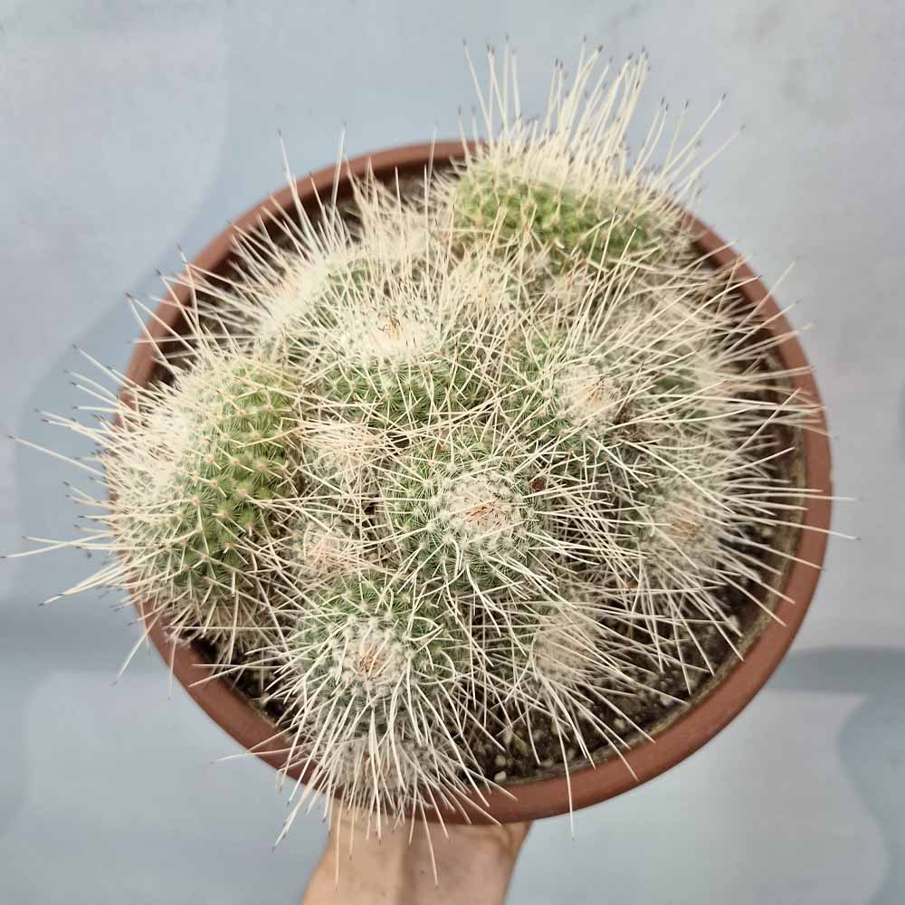 mammillaria geminispina cactus