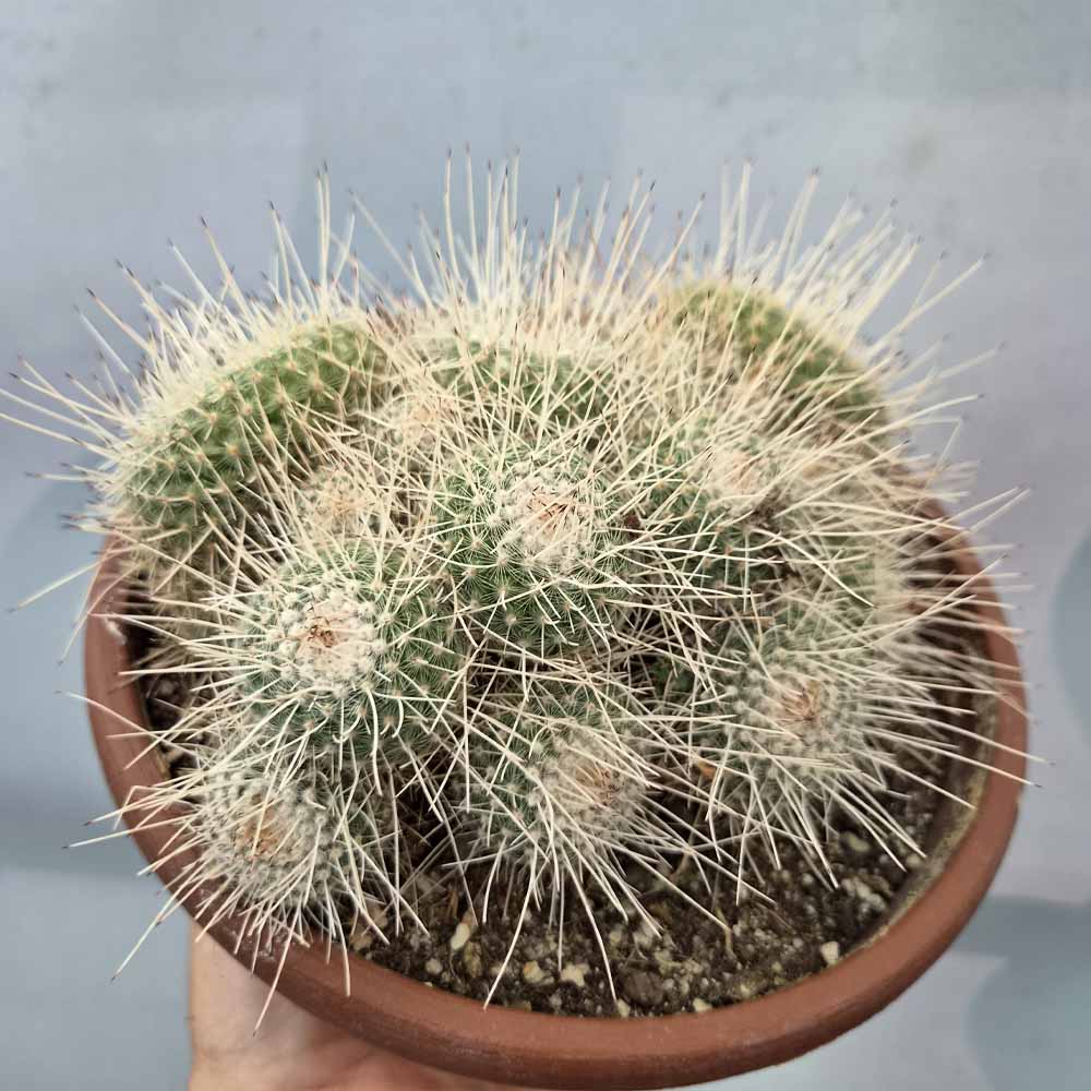 mammillaria geminispina pianta