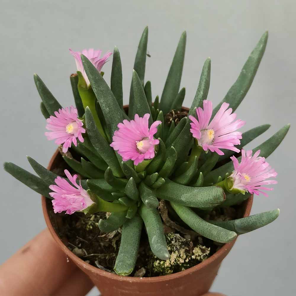 marlothistella stenophylla fiore