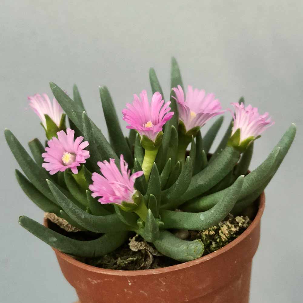 marlothistella stenophylla