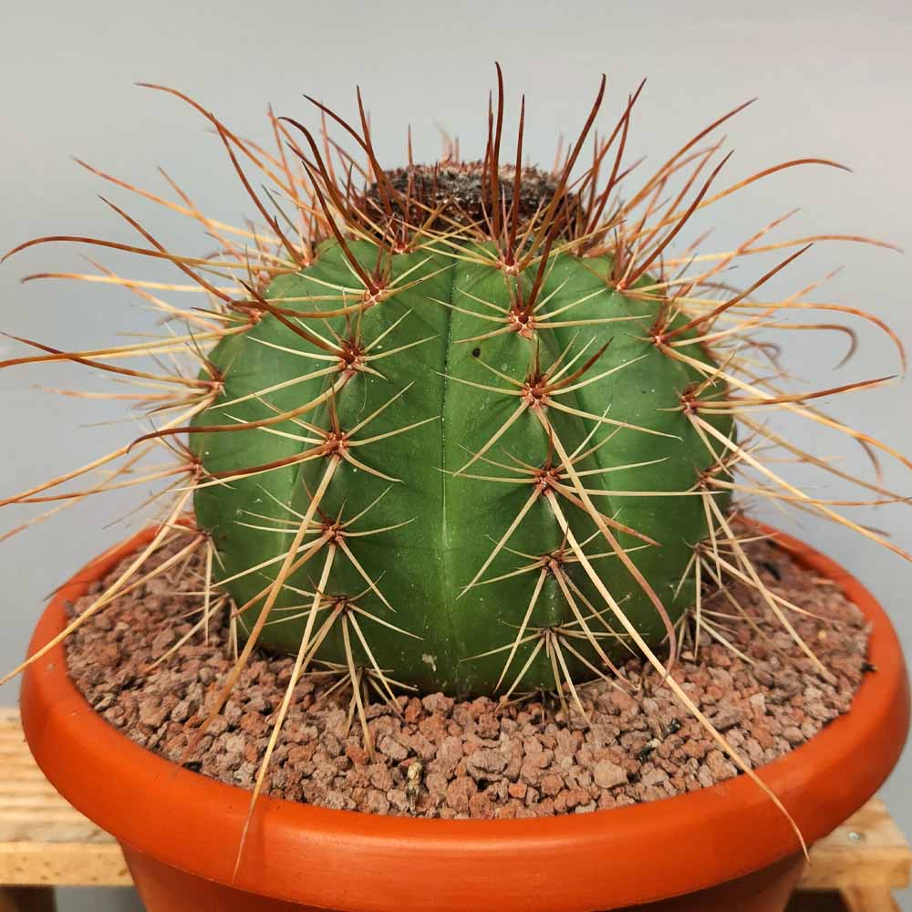 melocactus longispinus cactus
