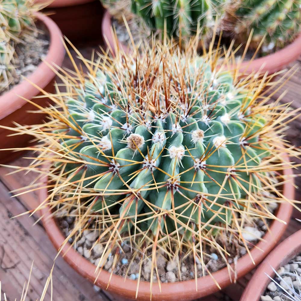 notocactus buiningii cactus