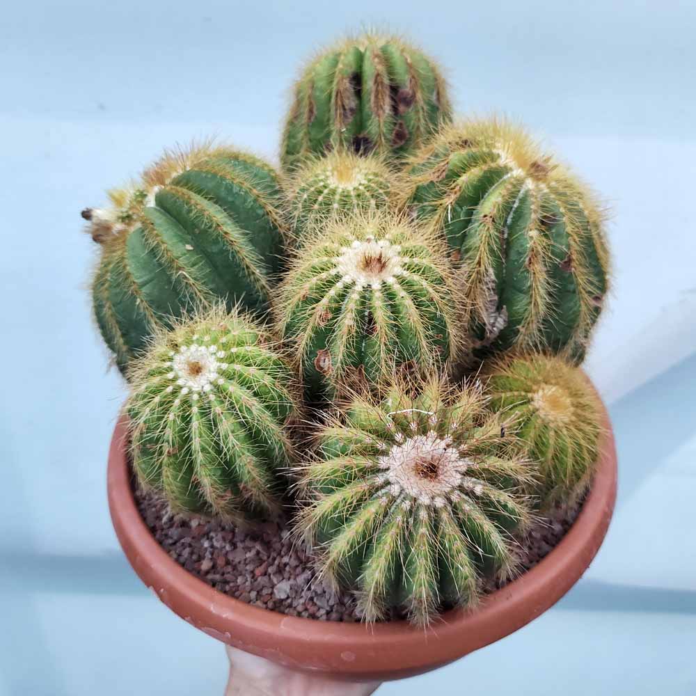 notocactus warasii pianta