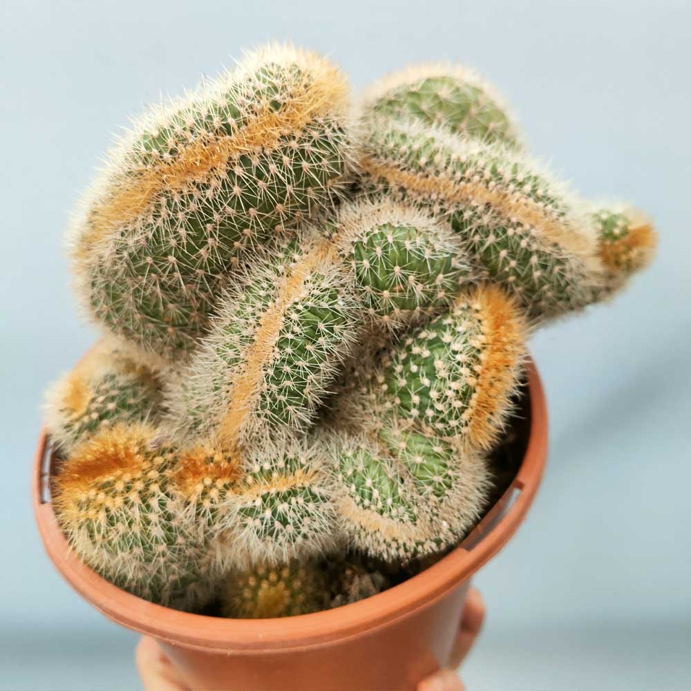 pachycereus pringlei crestato cactus