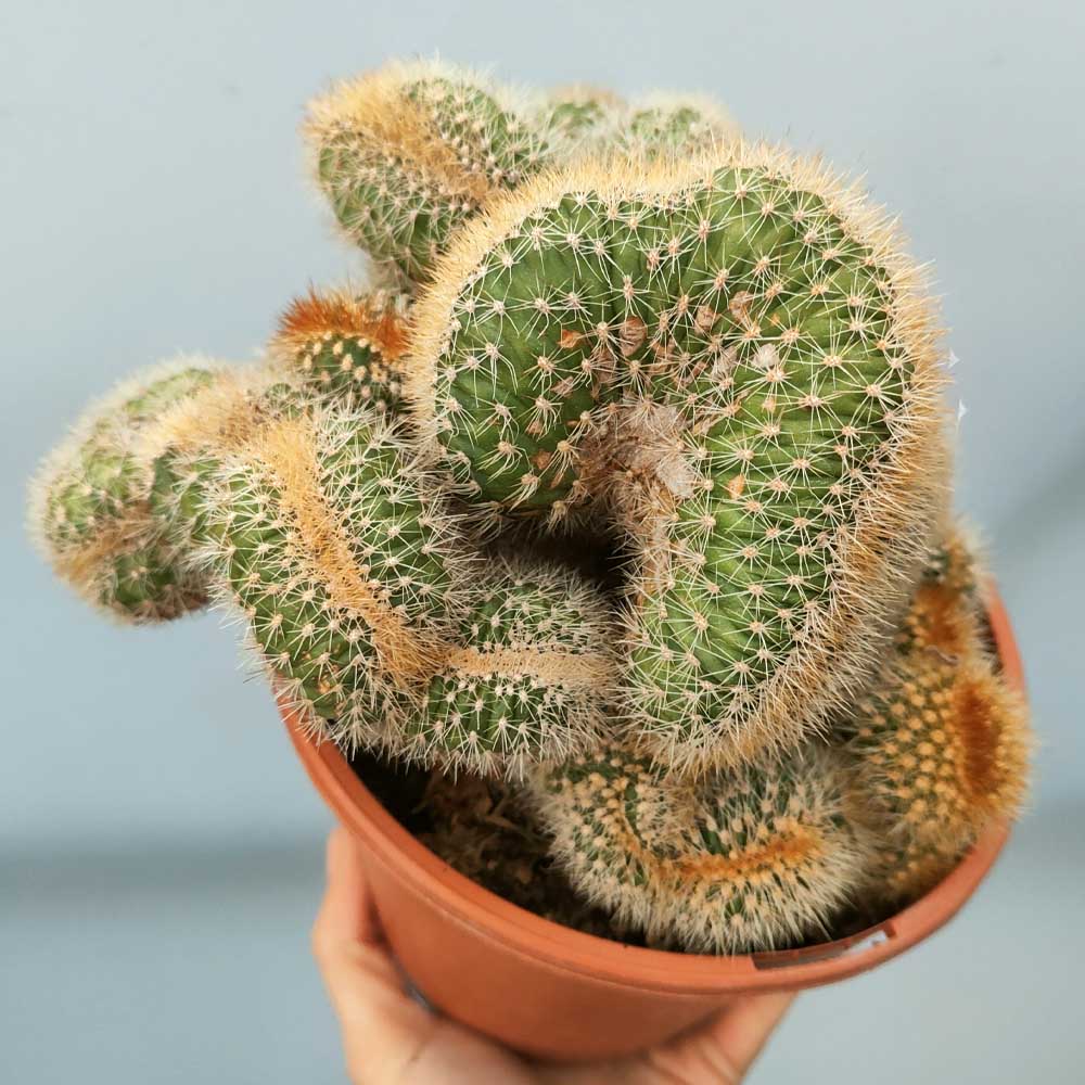 pachycereus pringlei crestato pianta