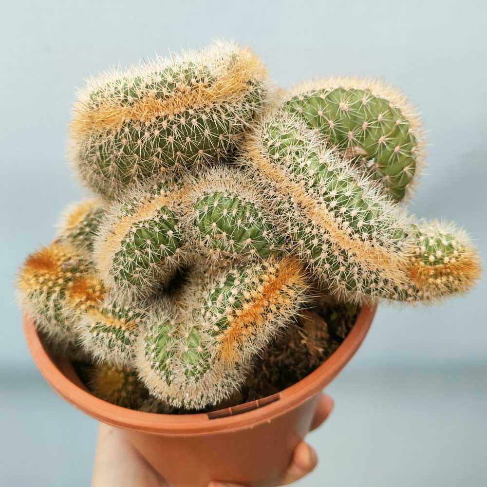pachycereus pringlei crestato