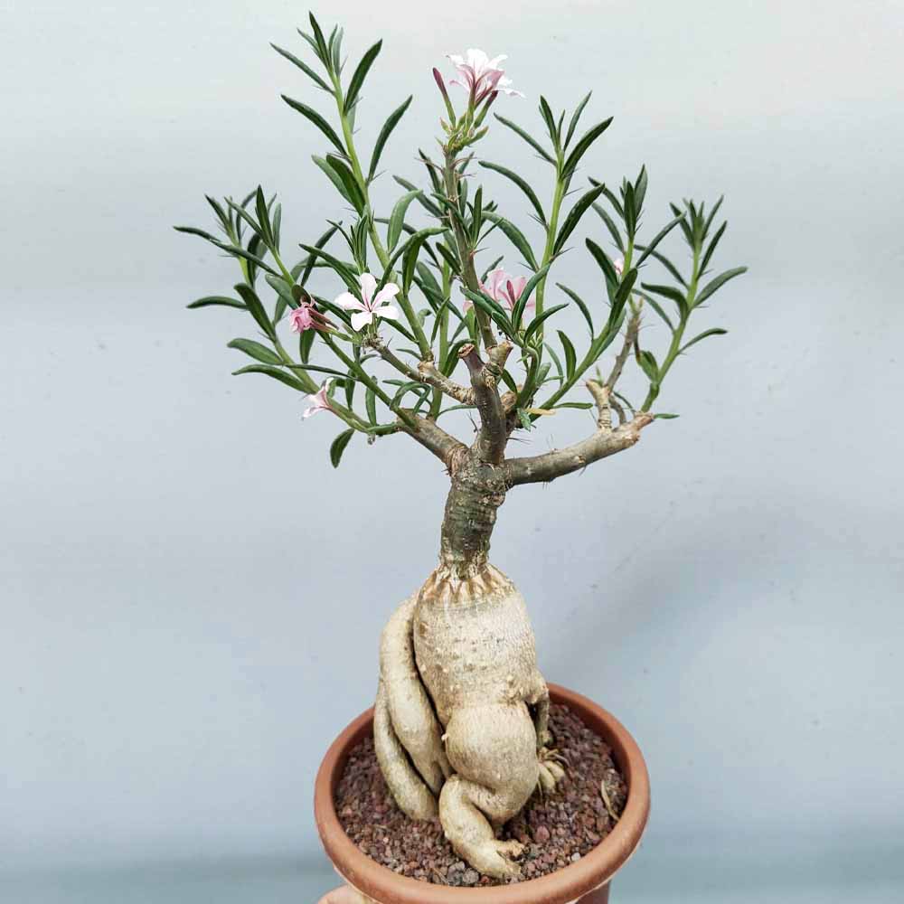 pachypodium succulentum cactus